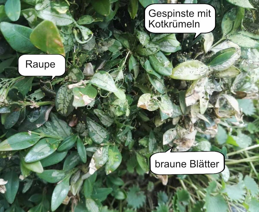 Schadbild des Buchsbaumzünslers mit Erklärungen: Raupe, Gespinste mit Kotkrümeln, braune Blätter - Buchsbaumzünsler Befall erkennen