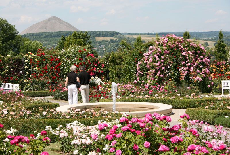Blühender Rosengarten mit zwei Spaziergängern