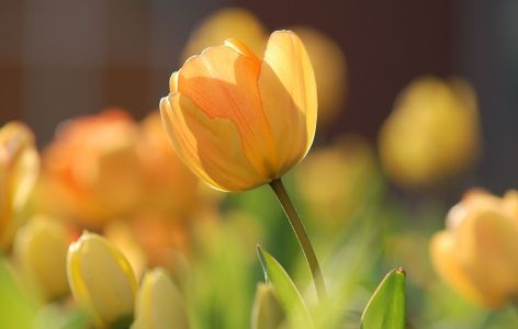 Blühende gelbe Tulpe