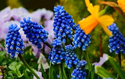 Traubenhyazinten Hyazinten blau Frühblüher Frühling Blumen