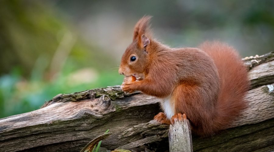 Ein rotes Eichhörnchen sitzt auf einem Baumstamm und knabbert an einer Nuss.