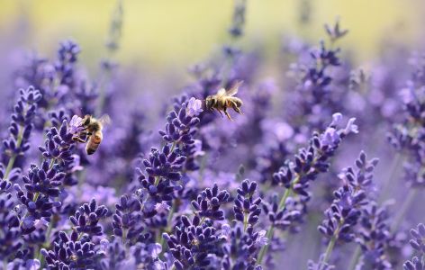 Blühender Lavendel mit herumsurrenden Bienen