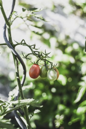 Tomatenpflanzen anbinden
