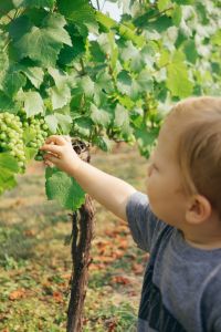Kind nascht Weintrauben