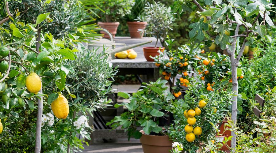 Garten mit vielen Zitruspflanzen und -früchten.