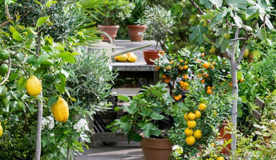 Garten mit vielen Zitruspflanzen und -früchten.