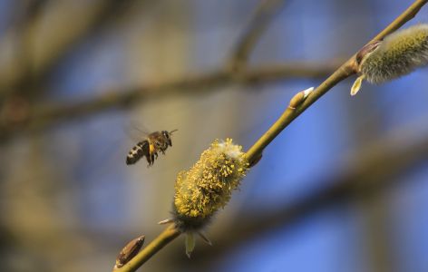 Biene fliegt zu Weidenblüte