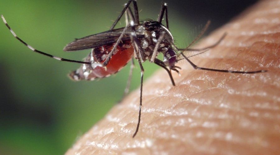 Gegen Mückenstiche gibt es effektive Hausmittel