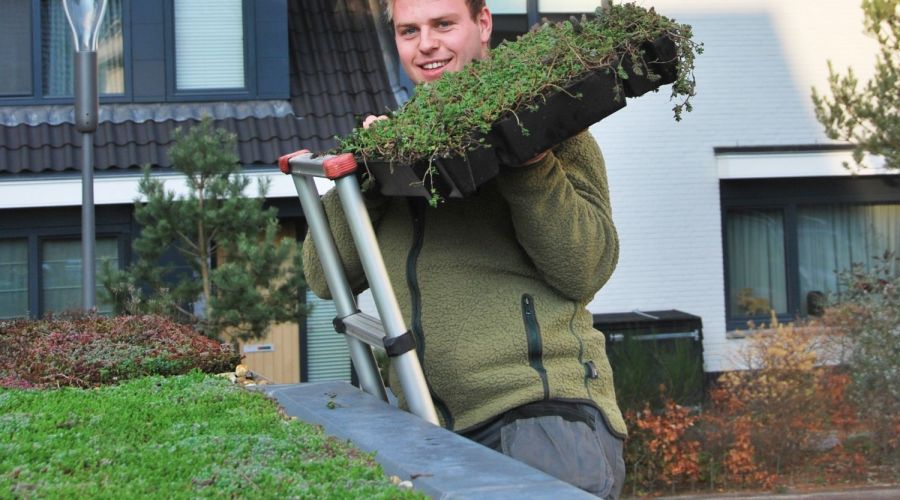 Gärtner legt ein Gründach mit Kassettensystemen an