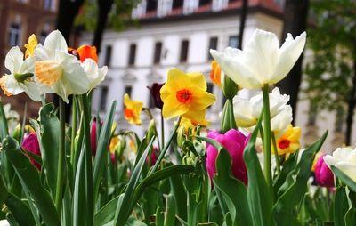 Narzissen Tulpen Frühling Ostern Blumen Blumenwiese Stadt