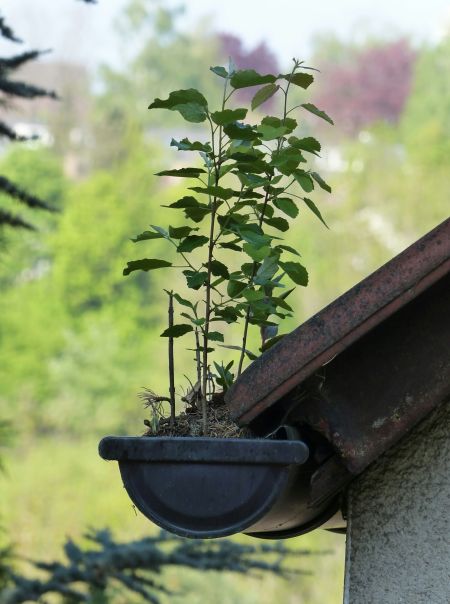 Eine Dachrinne mit Erde und wachsenden Pflanzen, die neben einem Dachüberhang hervorstehen.