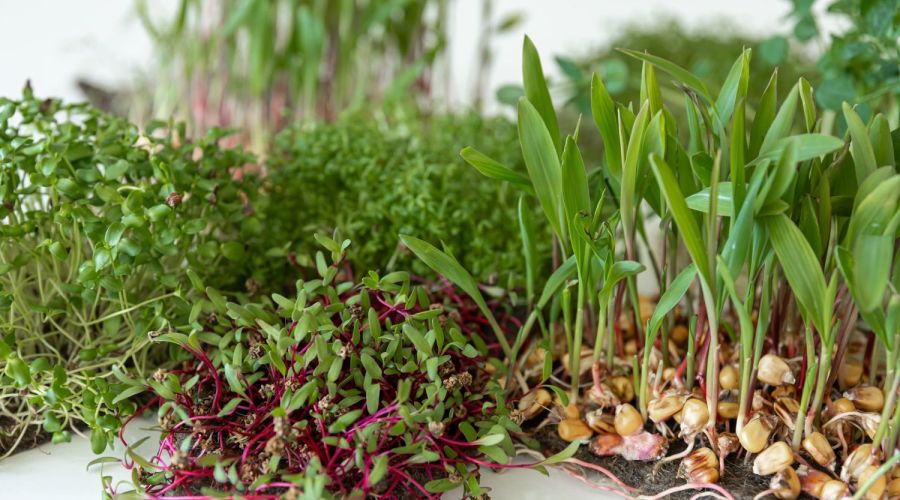 verschiedene Keimlinge Microgreens anbauen - Aufmacher