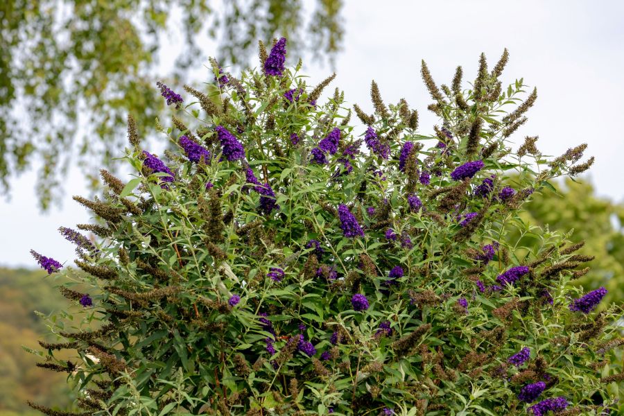 Ein blühender Schmetterlingsflieder (Buddleja) mit kräftig violetten Blüten, die viele Schmetterlinge anlocken.