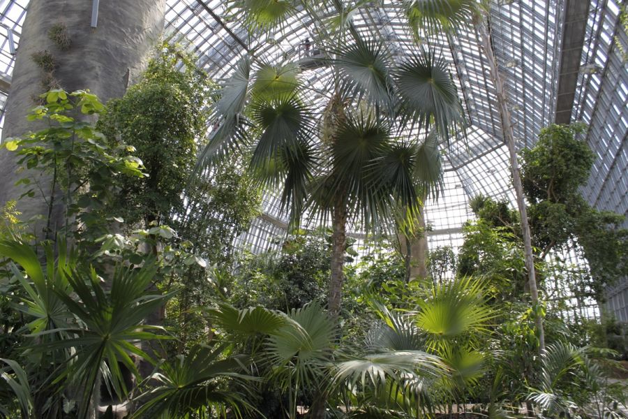 Tropenhaus im Botanischen Garten Berlin