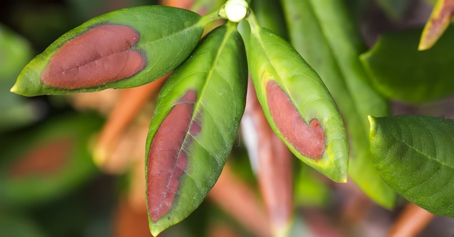 Bild: Nahaufnahme von Rhododendronblättern mit roten, verbrannten Stellen durch Sonnenbrand.