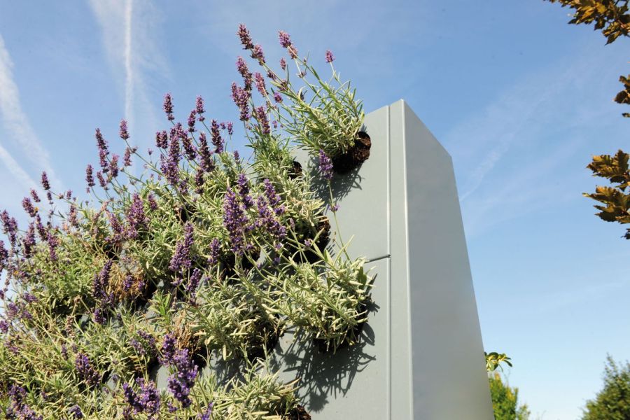 Pflanzenwand mit Lavendel