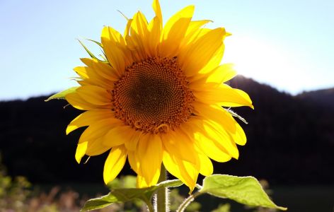 Was passt zu Stockrosen? Beispiel Sonnenblume