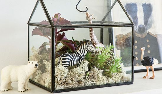 Kleines Terrarium mit Tieren und Pflanzen