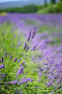 Lavendel im Lavendelfeld