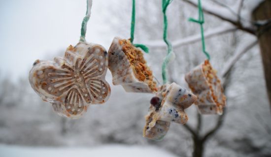 Meisenknödel selber machen mit Kindern - so sieht das fertige Ergebnis im Garten aus