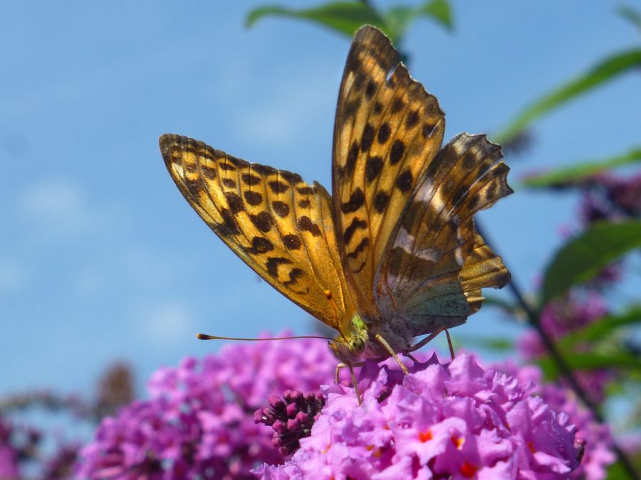 Schmetterling mit orange-schwarzem Muster sitzt auf einer violetten Blüte eines Sommerflieders, unter blauem Himmel.