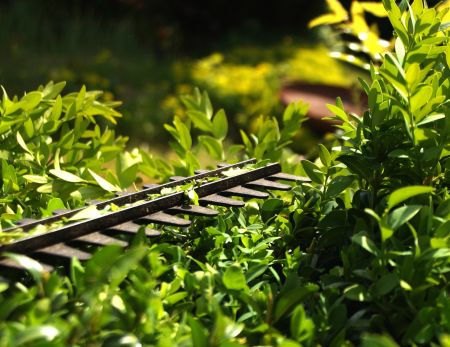 Heckenschere, die eine grüne Hecke schneidet, mit frischen Blättern im Vordergrund.