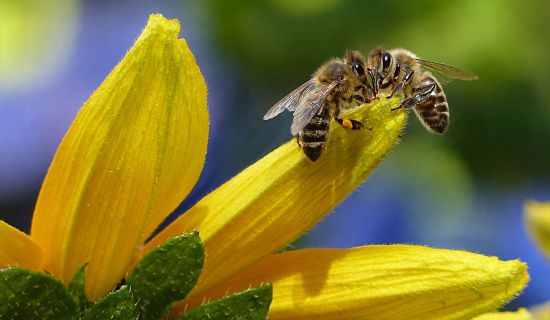Bienen auf einer Blüte