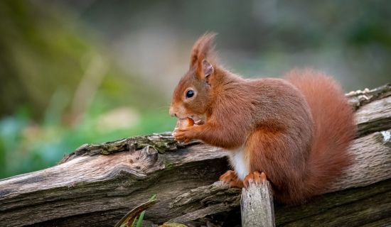 Ein rotes Eichhörnchen sitzt auf einem Baumstamm und knabbert an einer Nuss.