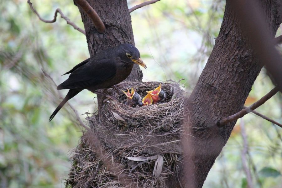 Amsel füttert Jungen in Nest im Baum