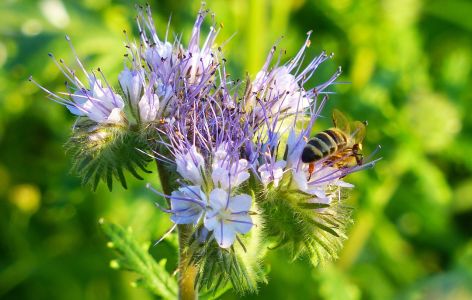Biene auf Blüte von Phacelia