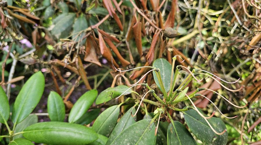 Bild: Nahaufnahme von grünen und vertrockneten braunen Rhododendronblättern an einem Strauch.