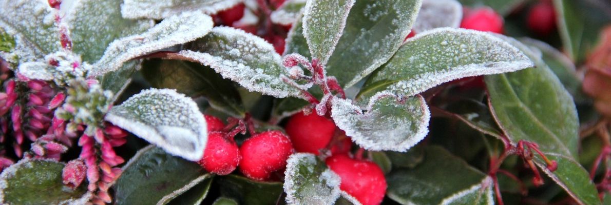 Rebhuhnbeere und Heide, mit Frost überzogen