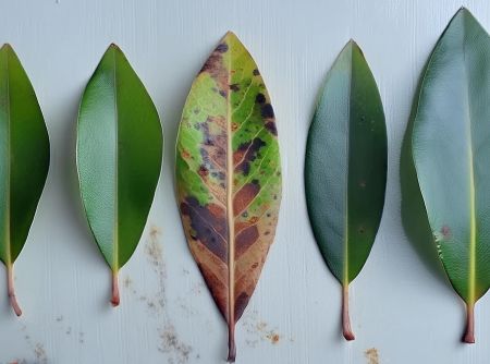 Bild: Mehrere Rhododendronblätter, eines davon mit braunen Flecken, die verschiedenen Stadien einer Krankheit zeigen.