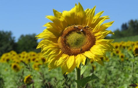Sonnenblume auf Sonnenblumenfeld