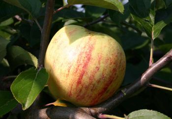 Alte Apfelsorten: Gravensteiner