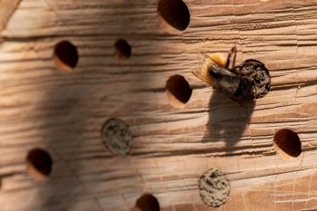 Insektenhotel mit Löchern, eine Biene krabbelt hinein