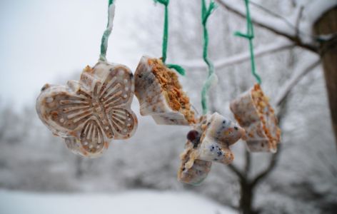 Meisenknödel selber machen mit Kindern - so sieht das fertige Ergebnis im Garten aus