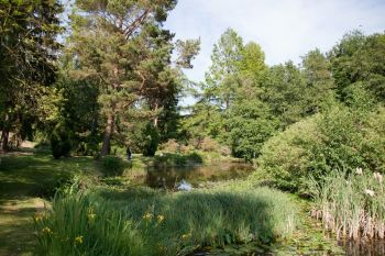 Teich im Botanischen Garten