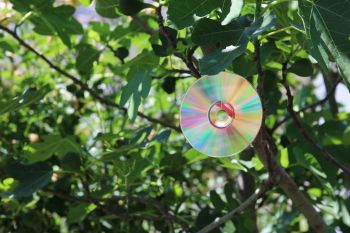 CD, die mit einem Faden in den Baum gehängt ist