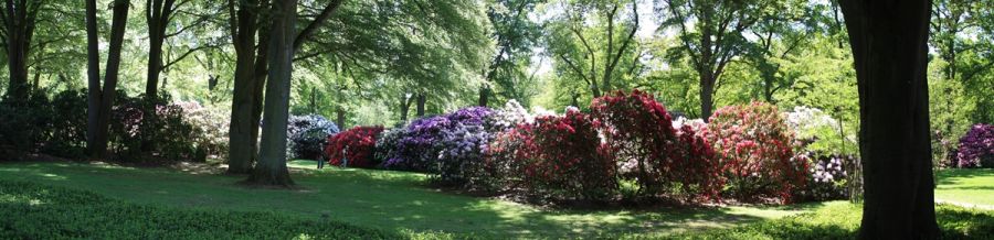 Blühende Rhododendren im Rhododendronpark Bremen