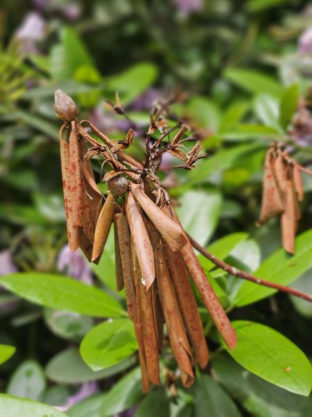 Bild: Nahaufnahme von vertrockneten, braunen Rhododendronknospen umgeben von grünen Blättern.