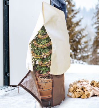 Zitruspflanze im Winter unter Schutzzelt mit Heizkabel