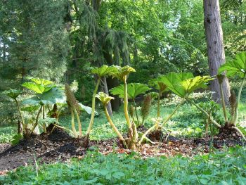 Gunnera - das Mammutblatt.