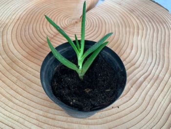 Kindel von Aloe vera in Erde stecken