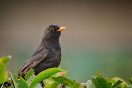 Nahaufnahme einer Amsel mit schwarzem Gefieder und einem gelben Schnabel, umgeben von grünen Blättern.