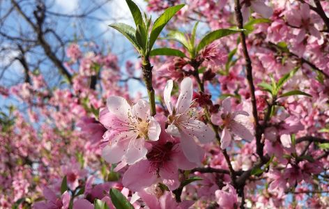 Kirschblüte im Frühjahr