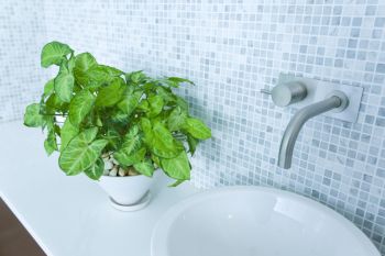 Tropenpflanzen sind gut fürs Bad geeignet