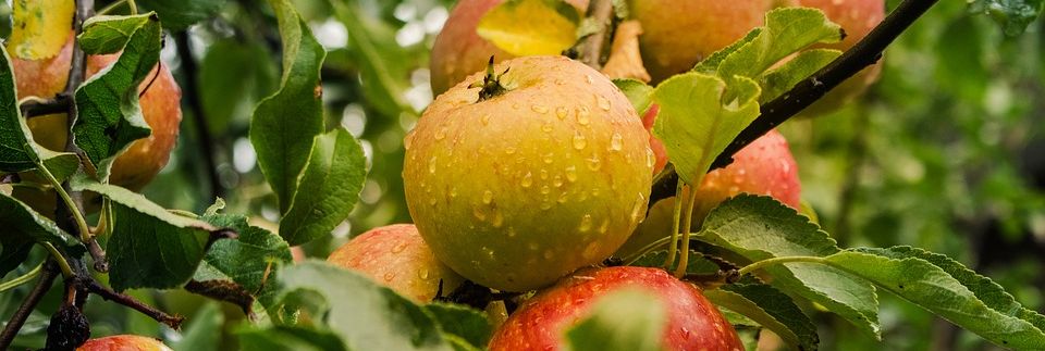 Leckere Äpfel nach einem Regen