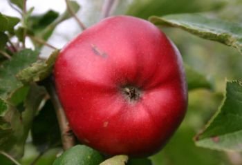 Alte Apfelsorten: Danziger Kantapfel Erdbeerapfel