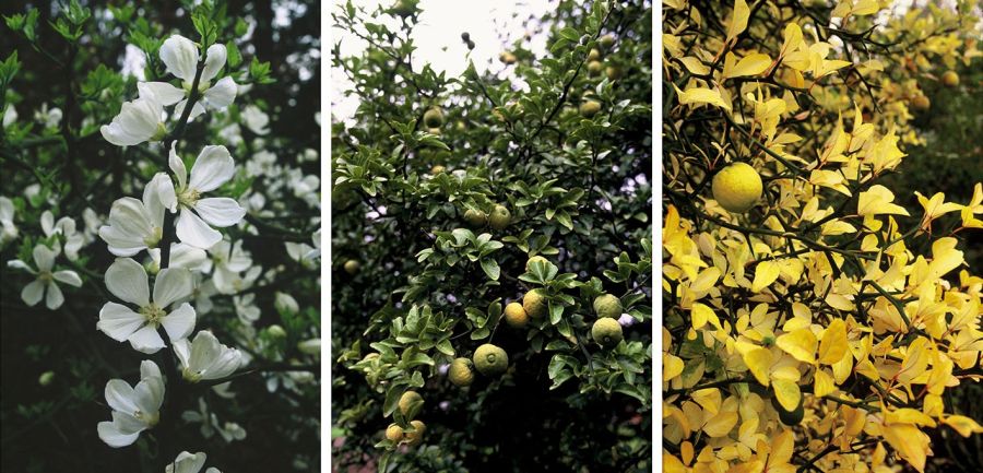 Drei Bilder: Zitronenblüten, erste grüne Früchte und reifen gelbe Zitrusfrüchte.